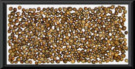 Coriander ganz - Koriander