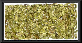 Fenchel ganz