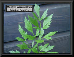 Liebstockbl�tter *